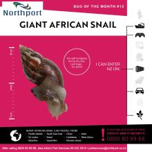 Giant African Snail